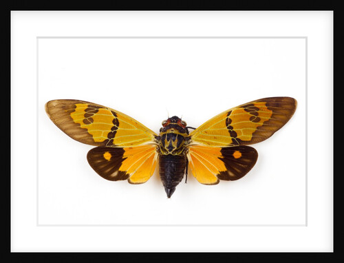 Flying insect from Asia in the Cicada family on white background by Anonymous