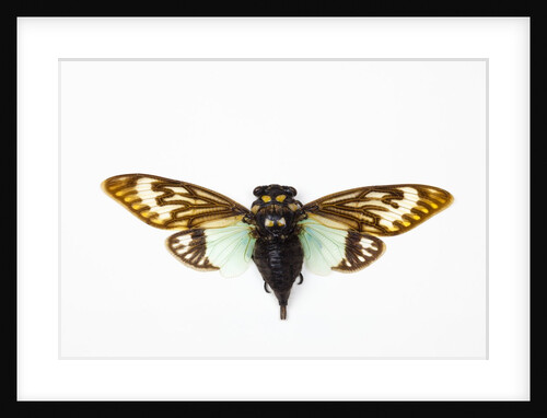 Flying insect from Asia in the Cicada family on white background by Anonymous