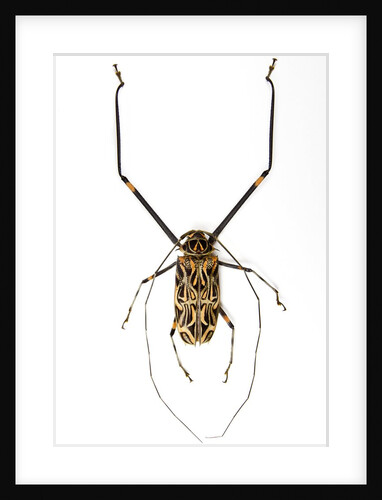 Very long legged Beetle from Peru Acrocinus longimanus by Anonymous