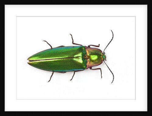 Asian Jewel Beetle viewed from above by Anonymous