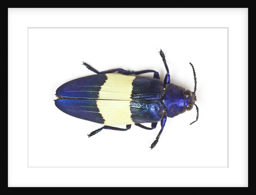 Chrysochroa castelnaudi castelnaudi from Malaysia by Anonymous