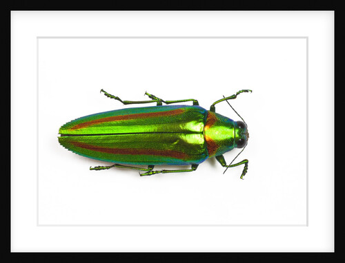 Jewel beetle Chrysochro rajah thailandica from Thailand by Anonymous