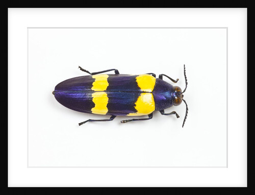 Jewel Beetle Chrysochroa mniszechii from Thailand by Anonymous