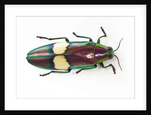 Asian Jewel Beetle viewed from above by Anonymous
