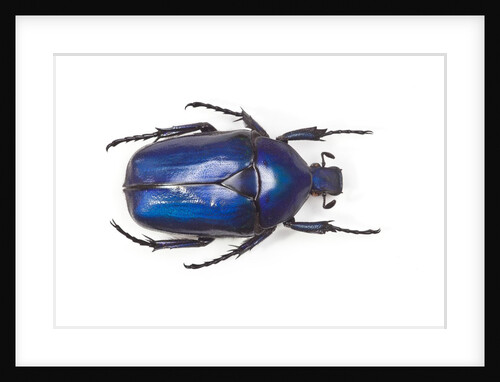 Flower beetle Torynorrhina flammea flammea from Thailand by Anonymous