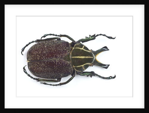 Large beetle from Mexico, Inca clathrata sommeri by Anonymous