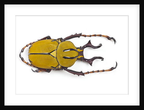 Beetle from Thailand Dicranocephalus wallichi viewed from top by Anonymous