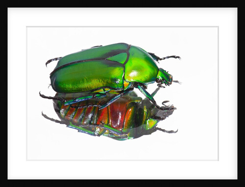 Asian flower beetle Rhomborrhina gigantea green reflecting underside mirror like. by Anonymous