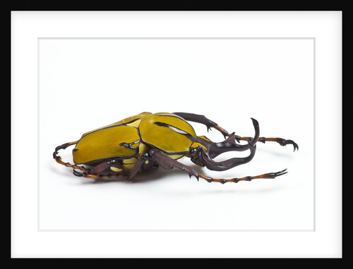 Beetle from Thailand Dicranocephalus wallichi viewed from side by Anonymous