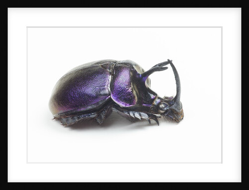 Purplish beetle with armor Enoplotrupes sharpi from Thailand by Anonymous