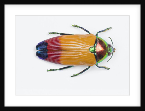 Jewel Beetle Metaxymorpha nigrofasicata by Anonymous