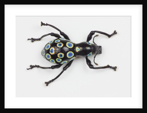 Curculionidae family of beetle Pachyrrhynchus sp. view from top by Anonymous