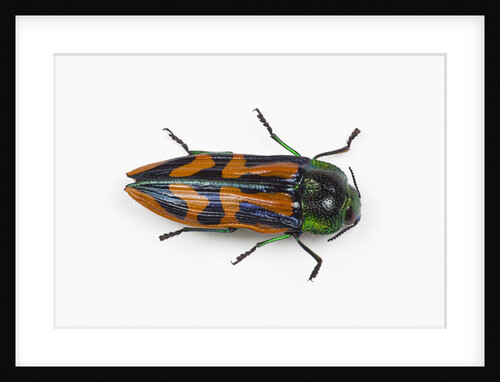 Small beetle Conognatha errata from Chile by Anonymous