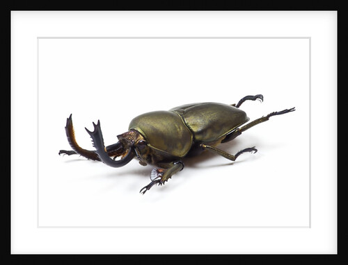 Large front pinchers of beetle in Lucanidae Family by Anonymous