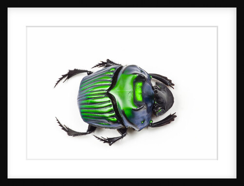 Green Dung Beetle Female Oxysternon conspicillatum as viewed from the top by Anonymous