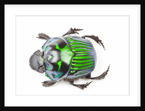 Green Dung Beetle male Oxysternon conspicillatum as viewed from the top by Anonymous
