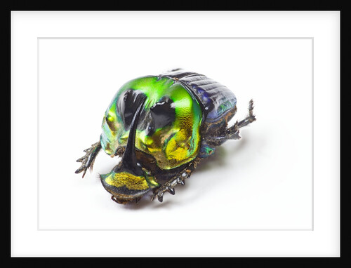 Scarabidae Beetle from Mexico Phanaeus mexicanus by Anonymous