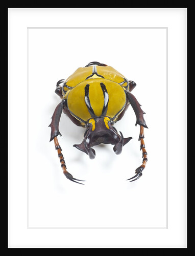 Beetle from Thailand Dicranocephalus wallichi viewed from front by Anonymous