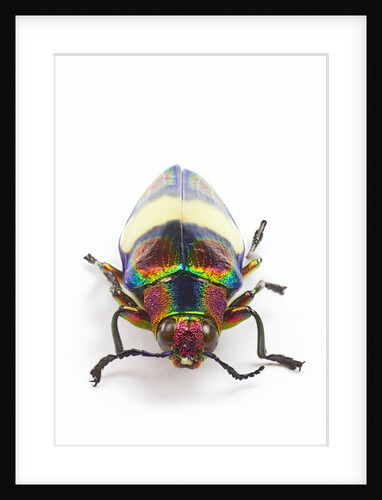 Jewel Beetle Chrysochroa toulgoeti from Malaysia by Anonymous