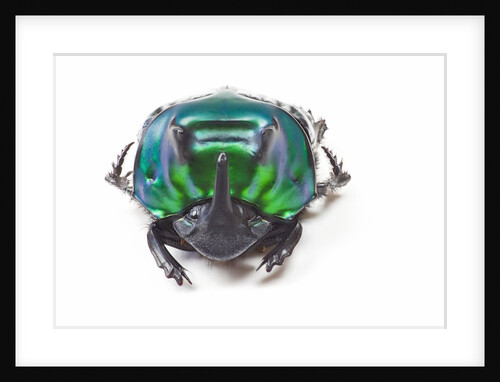 Scarabidae Beetle from Peru Oxysternus selenium by Anonymous