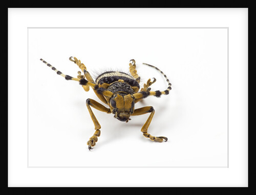 Head on view of Long Horned Beetle by Anonymous