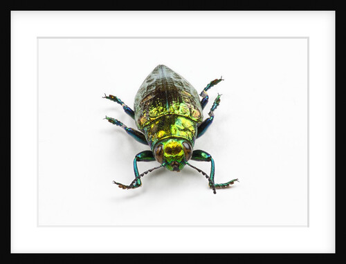 Face on view of Jewel Beetle Chrysodema smaragdula by Anonymous