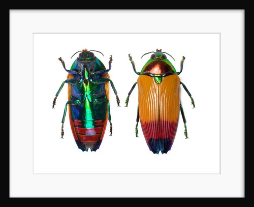 Jewel Beetle Metaxymorpha nigrofasicata by Anonymous