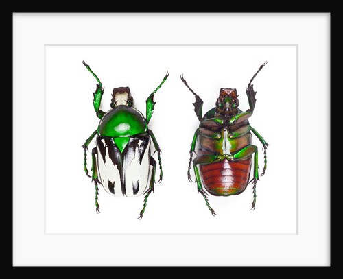 Top and bottom views of Flower Beetle by Anonymous