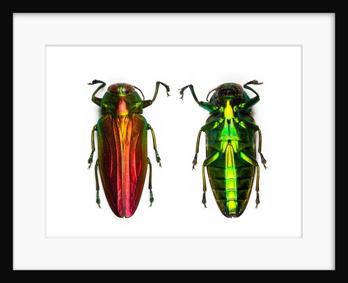 Jewel Beetle Belionota sumptuosa by Anonymous