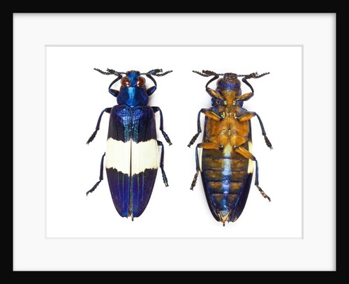 Chrysochroa castelnaudi castelnaudi from Malaysia by Anonymous