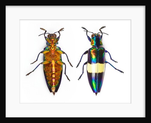 Jewel Beetle Chrysochroa toulgoeti from Malaysia by Anonymous