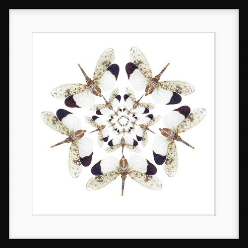 Circular design of Pyrops horsfieldii winged insect in white and blacks by Anonymous
