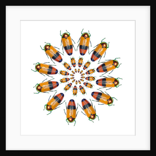 Jewel Beetle Metaxymorpha nigrofasicata by Anonymous
