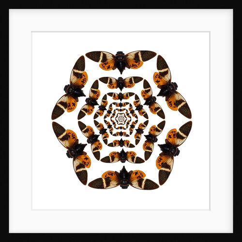 Homoptera (Cicada) flying insect circular pattern and design Tosena paviei by Anonymous