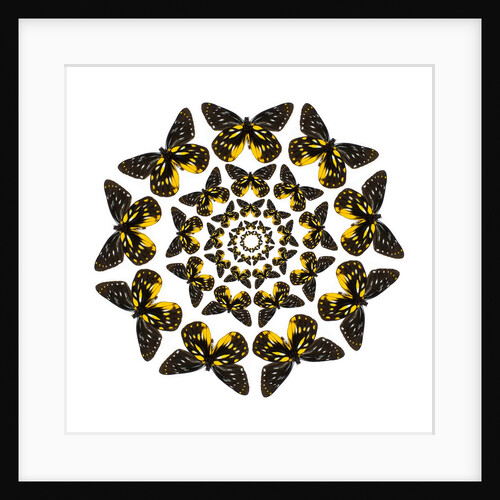 Circular butterfly pattern Delias family of tropical butterflies by Anonymous
