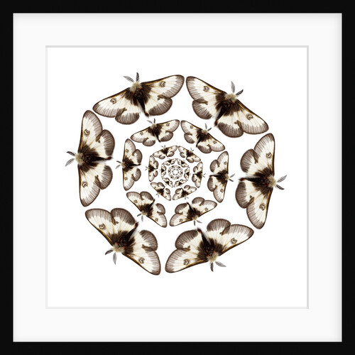 Small male moth in cicular design spiraling in smaller each time by Anonymous