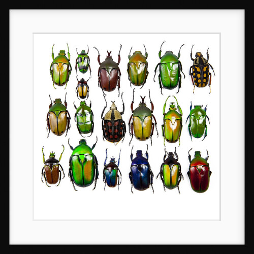 Cetonidae - Flower Beetle Design by Anonymous