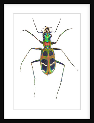 Small colorful beetle from Korea Cicindela chinensis by Anonymous