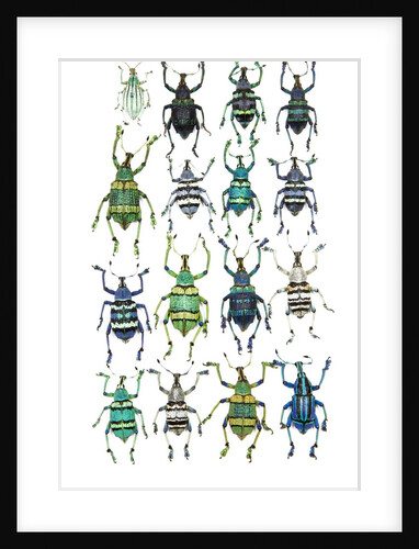 Poster with variations of Beetles Eupholus by Anonymous