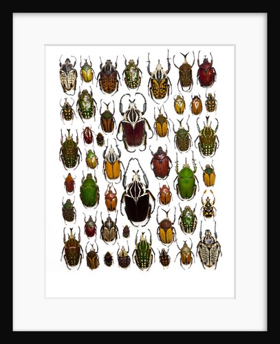 Flower Beetle Poster Cetonidae by Anonymous