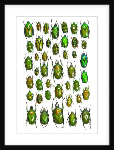 All Green Flower Beetles in design layout against white backdrop by Anonymous