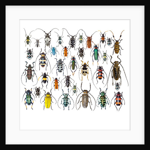 Long horned beetles in design layout and size relationship by Anonymous