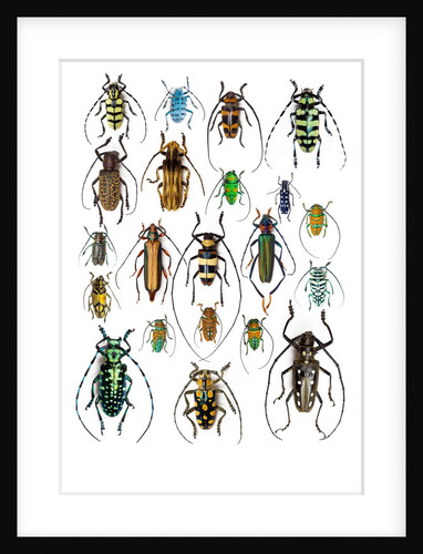 Long Horned beetles Top view by Anonymous