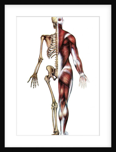 Vintage medical diagram of the posterior skeleton and muscles by Anonymous