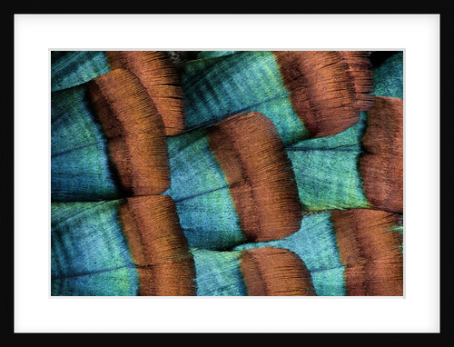 Oscellated Tujrkey feather pattern blues and golden tans by Anonymous