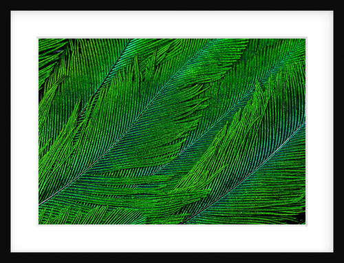 Resplendent Quetzal green tail feathers in layered feather design from Costa Rica by Anonymous