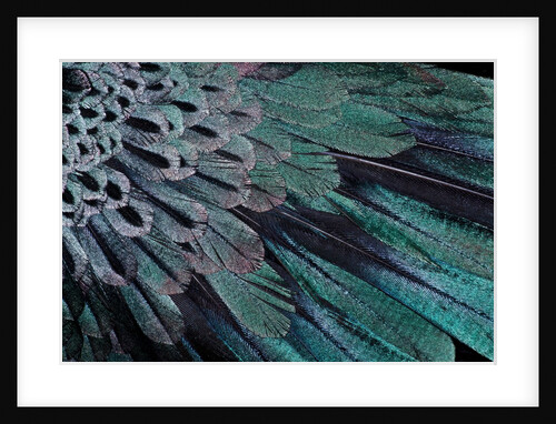 Superb Bird of Paradise feather design as they radiate outwards by Anonymous