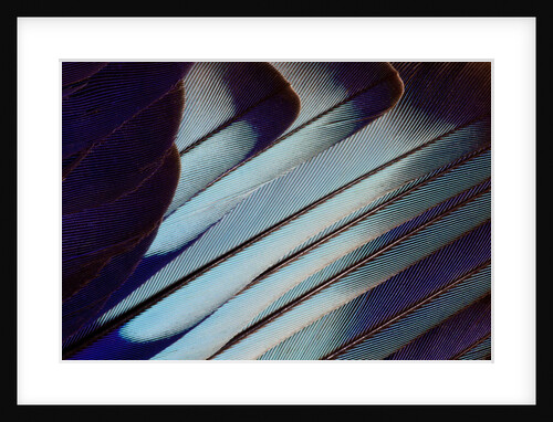 Wing feather design in blue and turquoise of Indian Roller by Anonymous