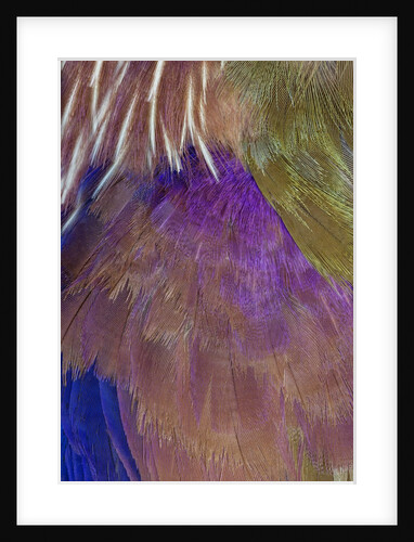Neck and Chest Feather pattern of Roufus-crowed Roller by Anonymous