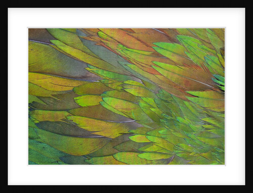 Green wing shoulder design Nicobar Pigeon by Anonymous